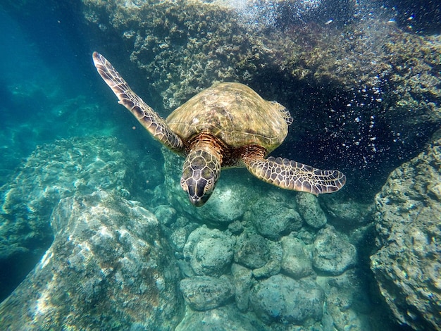 Foto tartaruga che nuota in mare