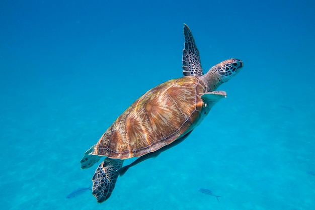 Turtle swimming in sea