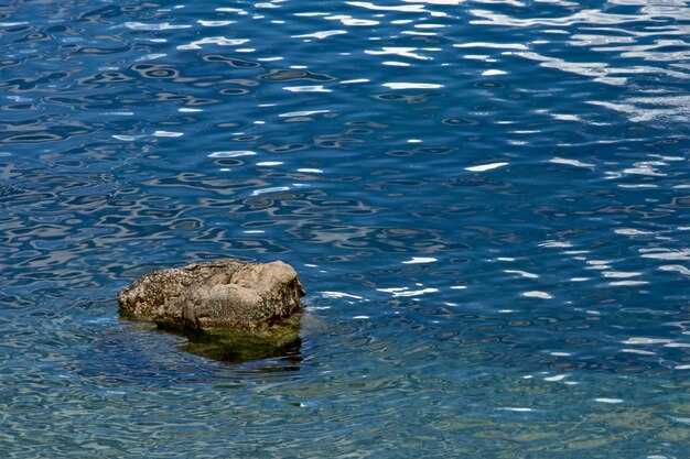 Turtle swimming in sea