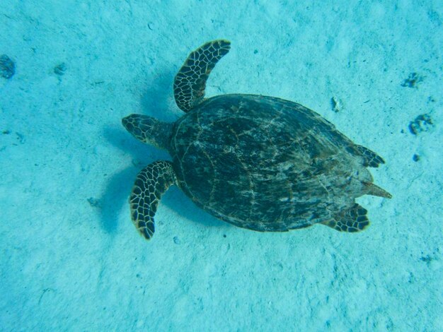 Photo turtle swimming in sea