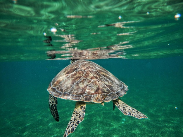 海で泳ぐカメ