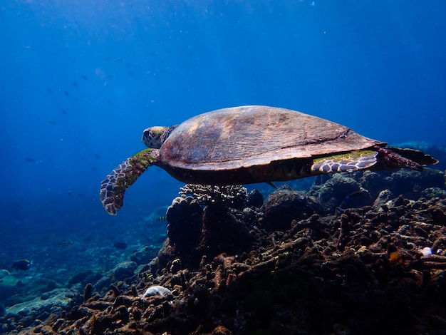 Turtle swimming underwater.