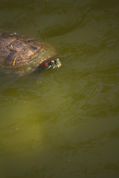 A turtle swimming in the water