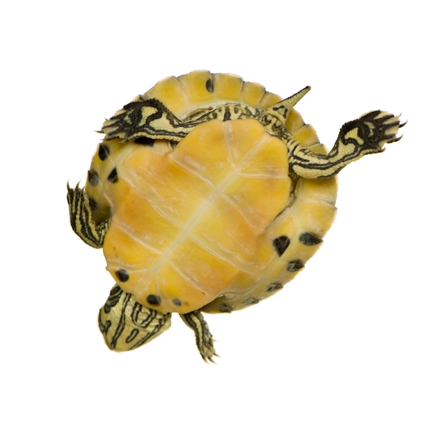 Turtle - trachemys isolated