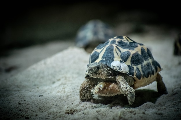 Photo a turtle watching on me