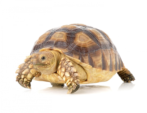 Photo turtle on white space