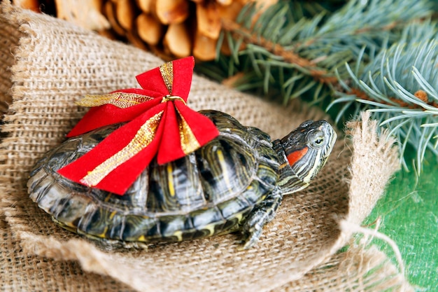 Turtle with red bow on sacking background close up