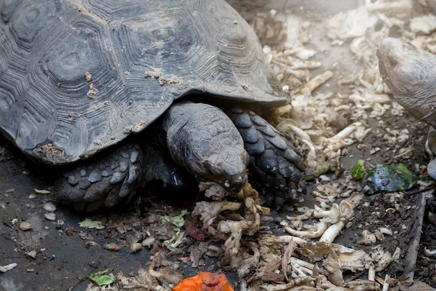 動物園のカメ、美しいカメ