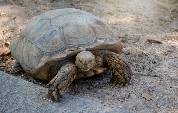 動物園のカメ、美しいカメ