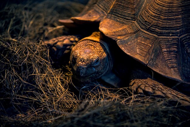 動物園のカメ、クローズアップ