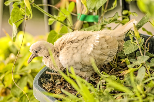 Photo turtledove