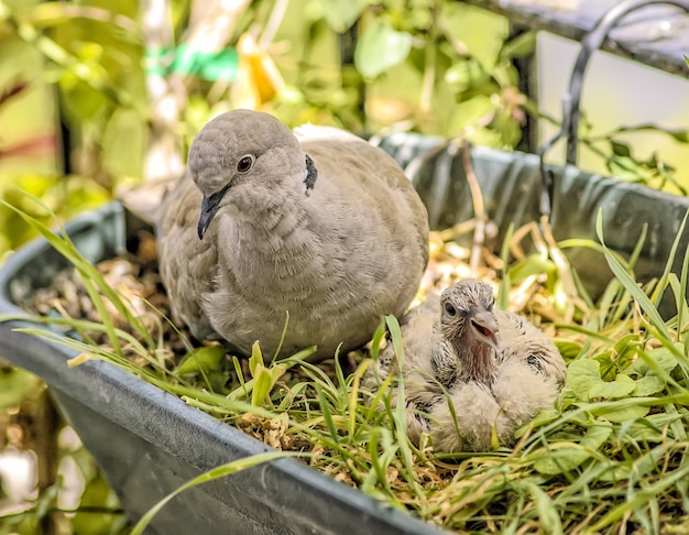 Photo turtledoves