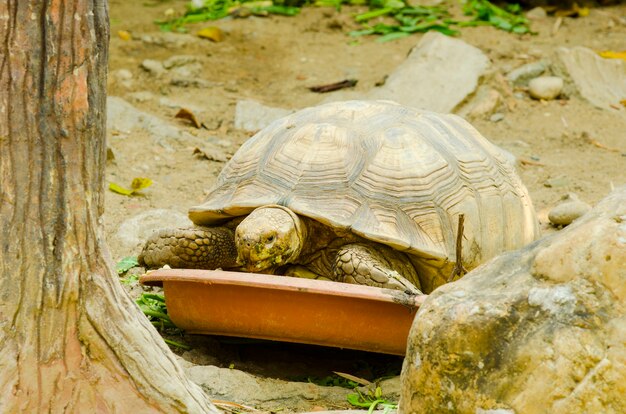 動物園でのカメの繁殖、タイ