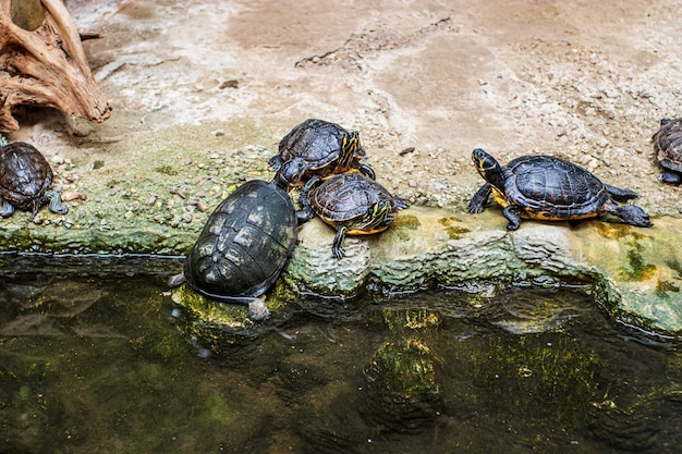 Turtles come out of the water to the shore