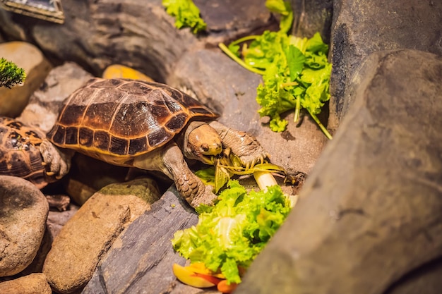 The turtles eats vegetables in a terrarium