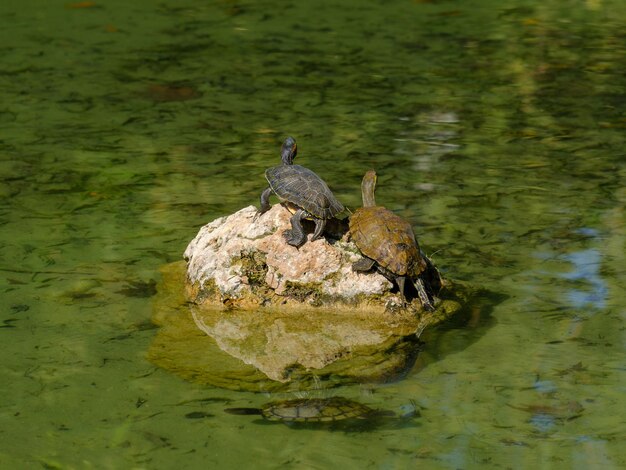 写真 池のカメ