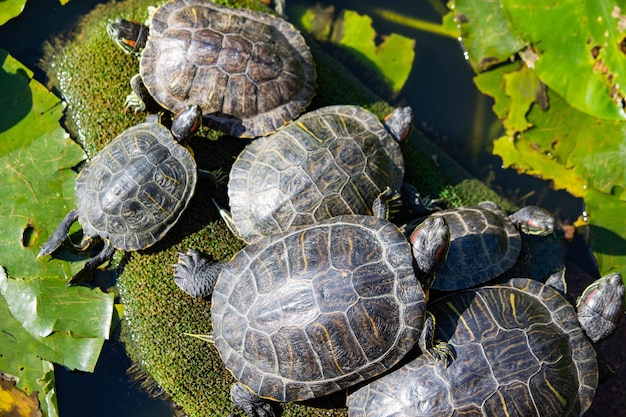 turtles in the lake basking in the sun