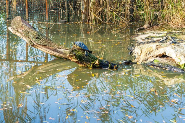 晴れた春の日に湖の近くで太陽の熱に横たわっているカメ