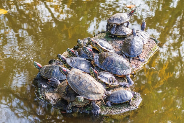 Turtles laying in the sun heat near a lake in a sunny spring\
day