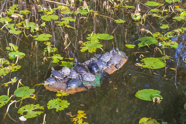 Turtles laying in the sun heat near a lake in a sunny spring day