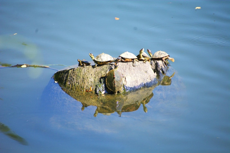 Photo turtles on a rock in the water turtles basking in the sun
