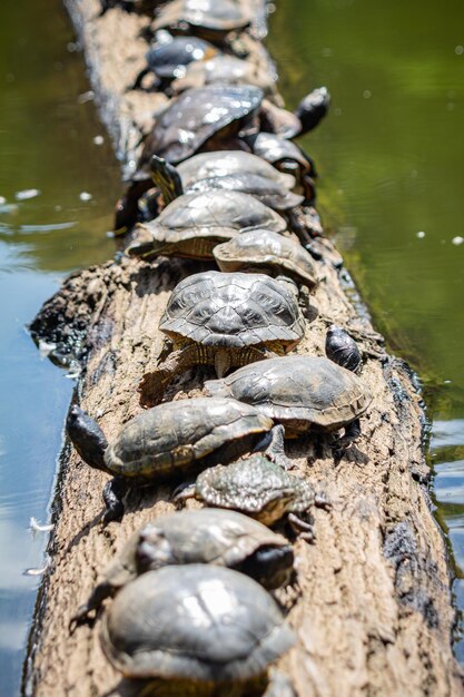 Photo turtles sunbathing on a log