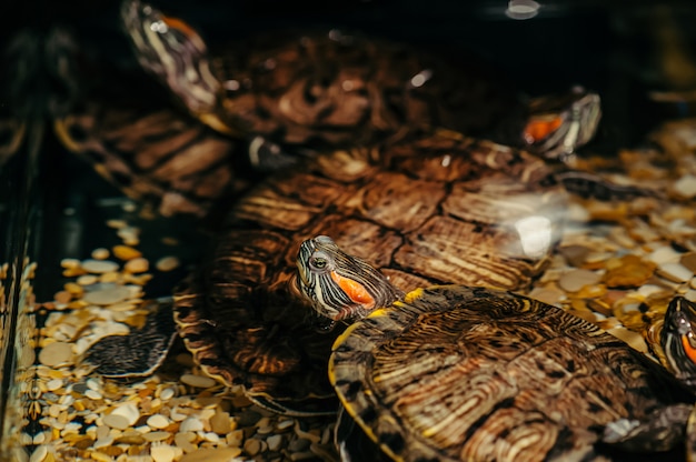 Turtles swim in aquarium