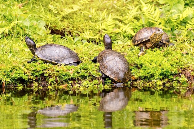 Turtles Trachemys dorbigni sunbathing in front of a lake in Brazil