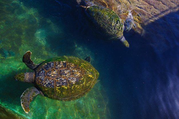 Turtles in the water on the red sea