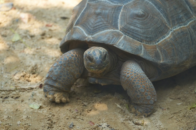 Turtoise staat in de schaduw op een zandbodem