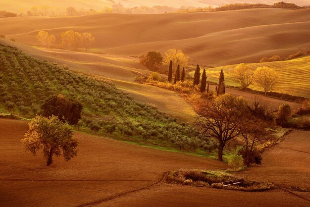 Tuscan fields and trees