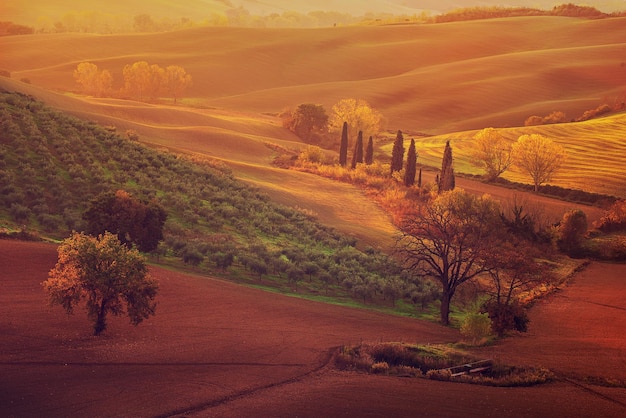 Tuscan fields and trees