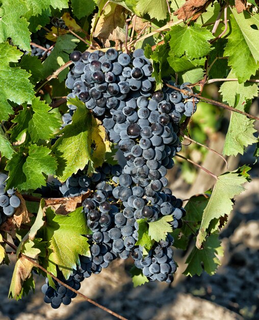 Tuscan vineyard with red grapes.