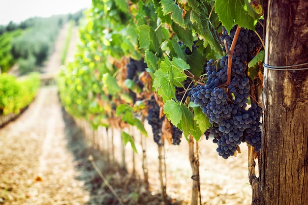 Photo tuscan vineyard with red grapes.