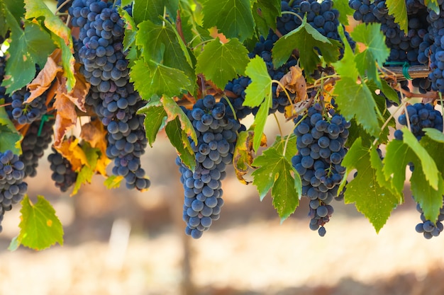 Tuscan vineyard with red grapes.