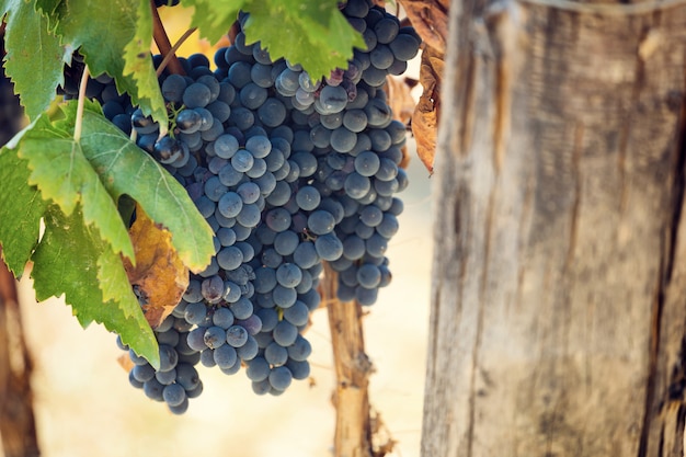 Tuscan vineyard with red grapes.