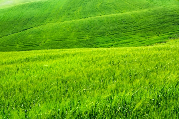 Tuscany view of green wheat fields in spring