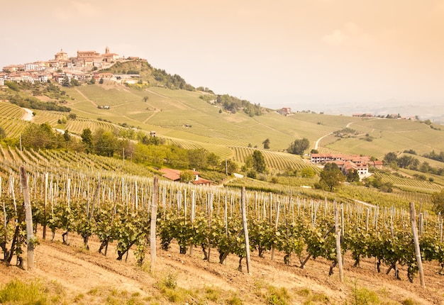 Tuscany. Vineyard in the middle of the most famous wine region of Italy.