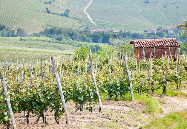 Tuscany. Vineyard in the middle of the most famous wine region of Italy.