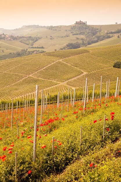 Tuscany. Vineyard in the middle of the most famous wine region of Italy.