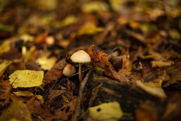 Foto tussen de gevallen herfstbladeren groeit een kleine oneetbare paddenstoel