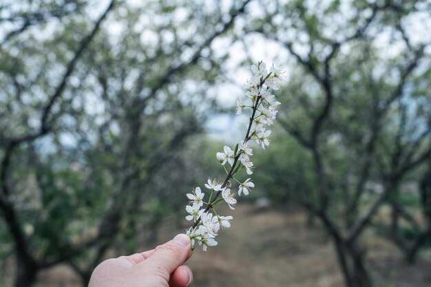 Tussen de pruimenbomen een pruimenbloem in de hand gehouden