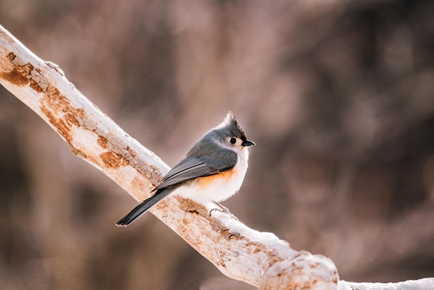Tutted titmouse zit op een tak