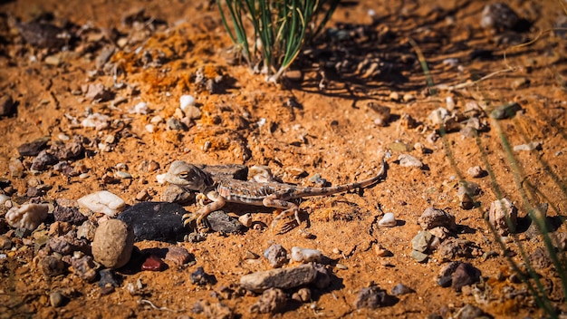 Tuva paddenkop Agama in de Gobi-woestijn in Mongolië