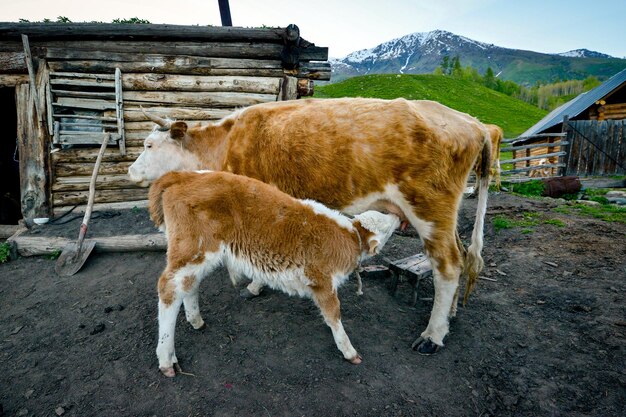 Photo the tuvas are traditionally nomadic herders who rely on their livestock for sustenance