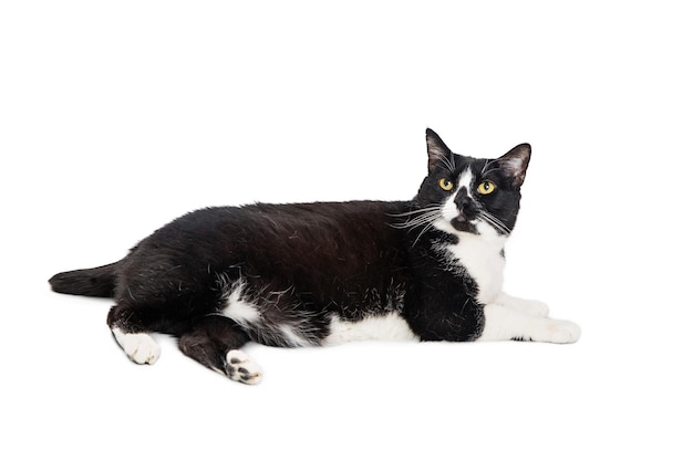 Tuxedo Cat Lying Down on White