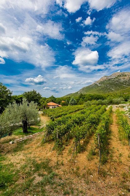 Monastero di tvrdos in bosnia ed erzegovina