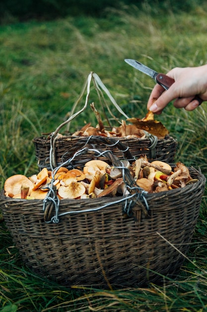 Twe basket with mashrooms harvest in the large forest knife in hand