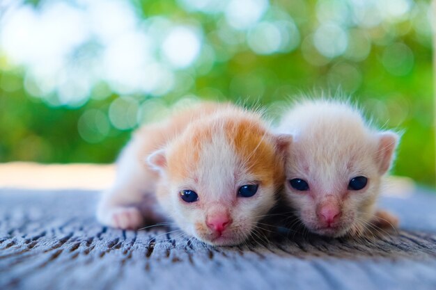 Twee aanbiddelijk katje die op een houten vloer slying.