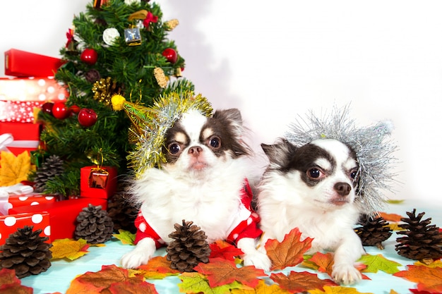 Twee aanbiddelijke chihuahuahonden die een nieuwjaar kegelhoed op feestelijke achtergrond dragen.